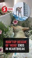 Tragic end to dog rescue operation in Penang