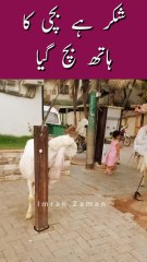 SHUKAR Hath Bach Gaya Bachi ka😱