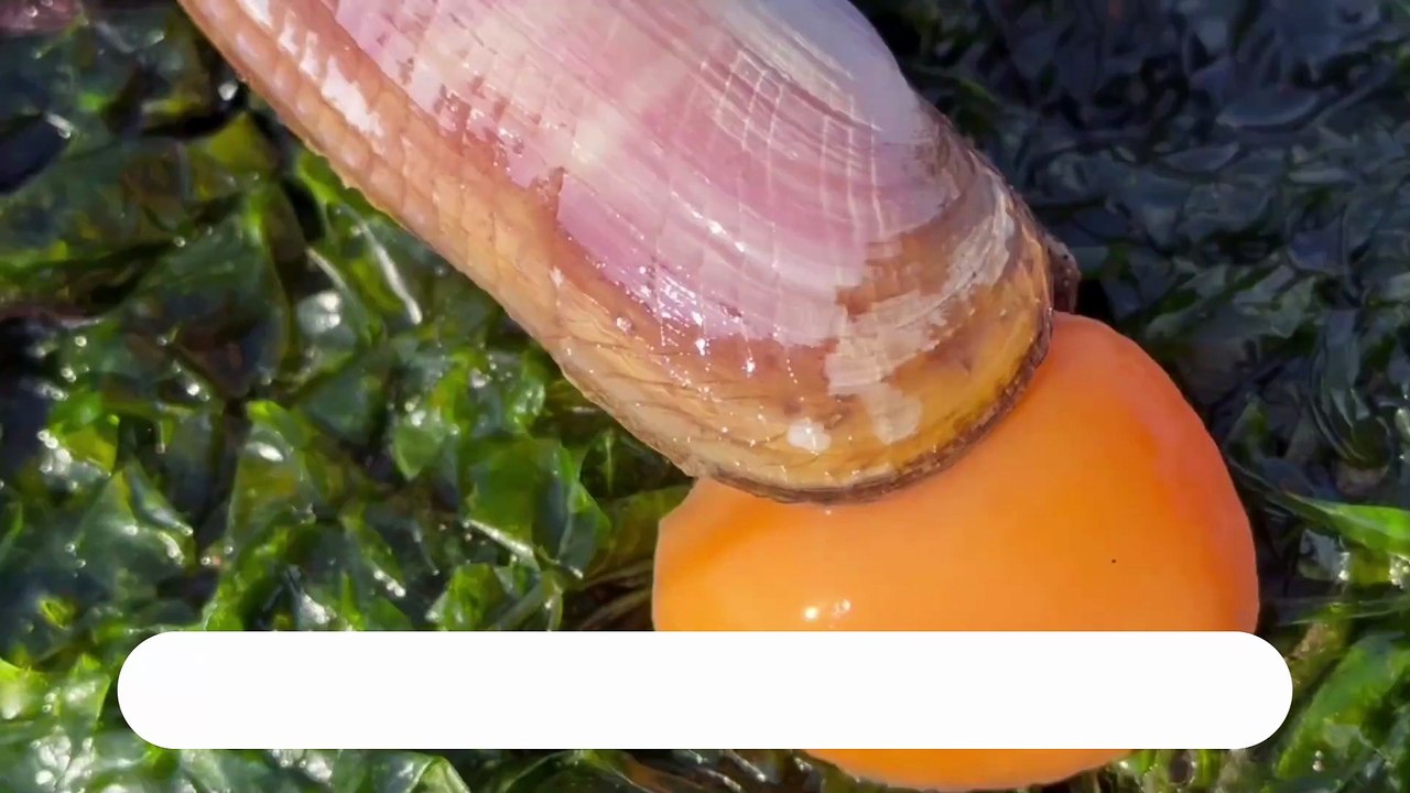 Coastal Foraging Fast & Fresh - Crabs, Clams and Octopus - video ...