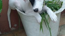 puppy playing in grass