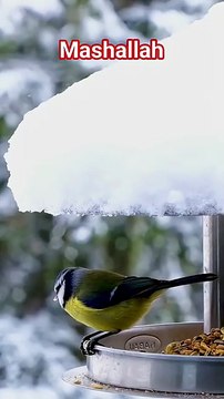 Maher Zain Ya Nabi Salam Alayka love islamicvideo viral fyp naat arabic720p