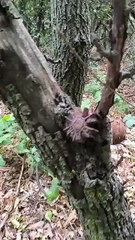 WWII Bomb found attached to a tree in Hungary