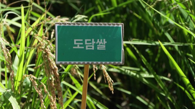 [녹색] 열 가공 '도담쌀', 혈당 조절·장 건강 개선 효과 입증 / YTN