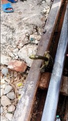 When a turtle reached on Railway line🥱🥱#reels#reelfeed#viral#newsong# viralvideo#turtle#railwaytrack#pakistan#new
