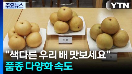 [녹색] "색다른 우리 배 맛보세요"...농진청, 품종 다양화 속도 / YTN