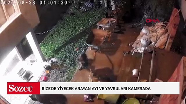 Rize'de yiyecek arayan ayı ve yavruları kamerada