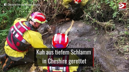 Kuh aus tiefem Schlamm in Cheshire gerettet