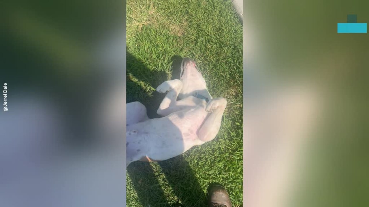 Dog Plays Dead to Avoid Going Inside