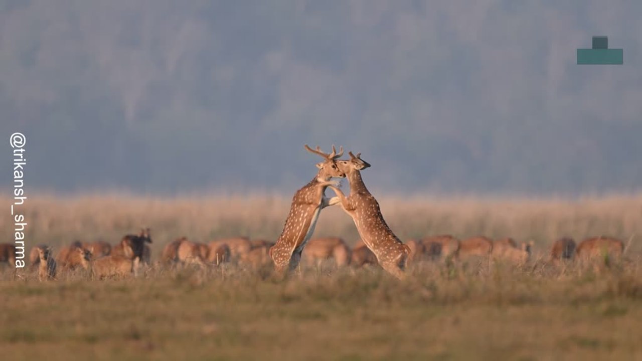 Deer Fighting for Dominance