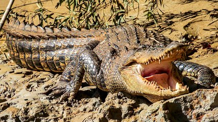 Diva Dusty Rose Daintree River Crocodile