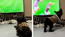Hilarisch filmpje: voetbalgekke hond draait door na doelpunt van haar team en gaat viraal