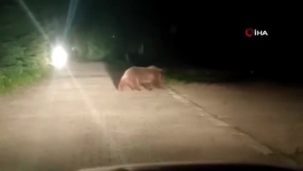 Uludağ’da gece baskını! Bursa’da ayı alarmı