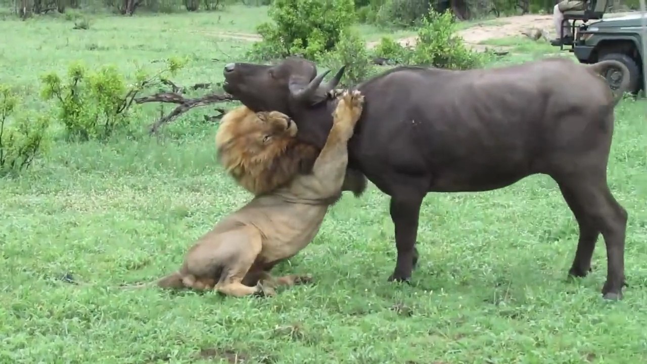 Male Lion attacks Buffalo Herd, ALONE!!!