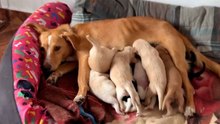 Schattige video toont puppy’s die complete chaos veroorzaken tijdens het voeden