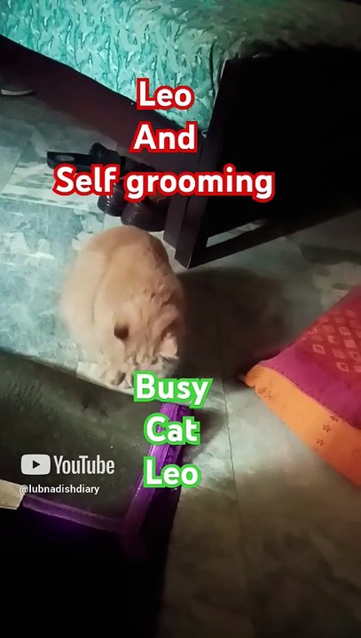Leo and slef grooming