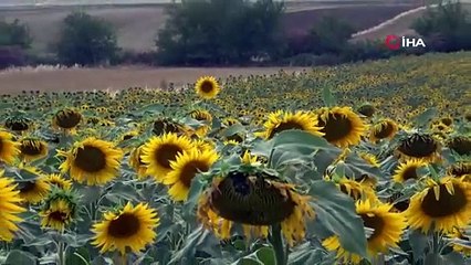 Türkiye'nin sapsarı tarlaları sosyal medyada ''selfie tarlası'' haline geldi