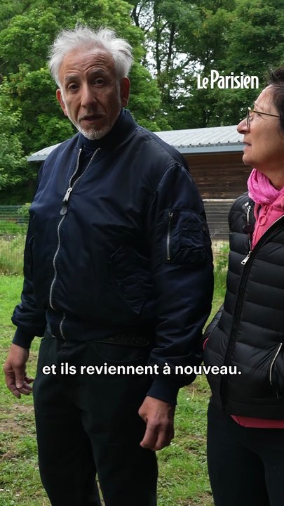 Des sangliers saccagent chaque nuit leur résidence