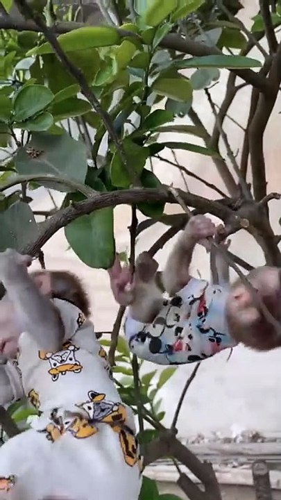 Grumpy Monkey's Funny Expressions - You Won't Stop Laughing! 😁🐒