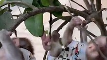 Grumpy Monkey's Funny Expressions - You Won't Stop Laughing! 😁🐒