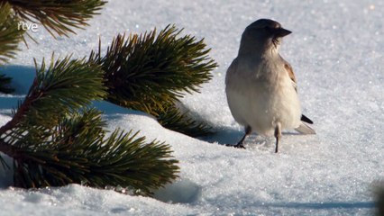 El blanco invierno: magia y aventuras en los Alpes