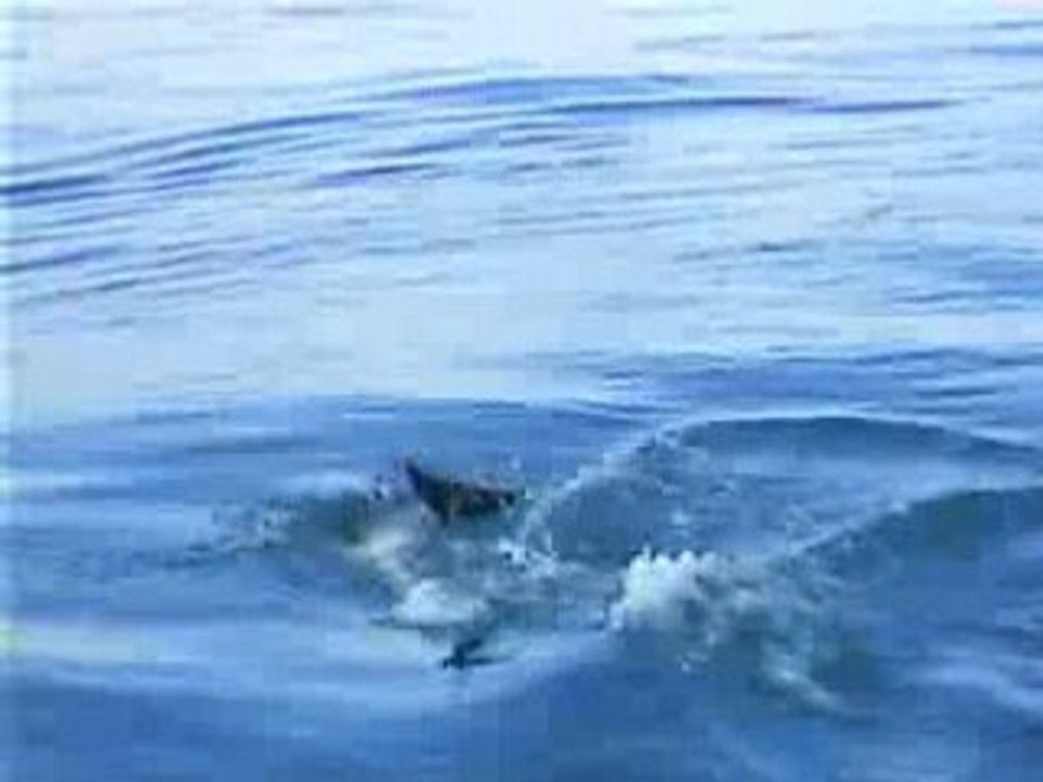 Dauphins Sophie