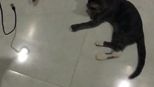 so cute cat children you like to