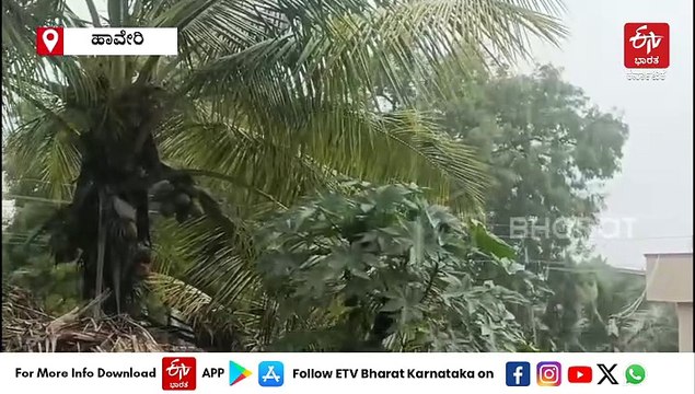 ರಾಜ್ಯದ ಹಲವೆಡೆ ಭಾರಿ ಮಳೆ: ಸೇತುವೆಗಳು ಜಲಾವೃತ, ಸಿಡಿಲಿಗೆ ನಾಲ್ಕು ಹಸುಗಳು ಬಲಿ