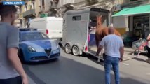 Catania, cavallo in un garage abusivo a San Cristoforo: sanzioni per oltre 4.500 euro a un pregiudicato (12.06.25)