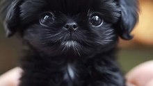 Cutest Puppy / Cel mai frumos cățeluș