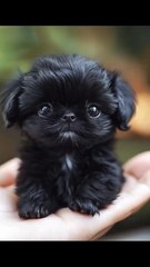 Cutest Puppy / Cel mai frumos cățeluș