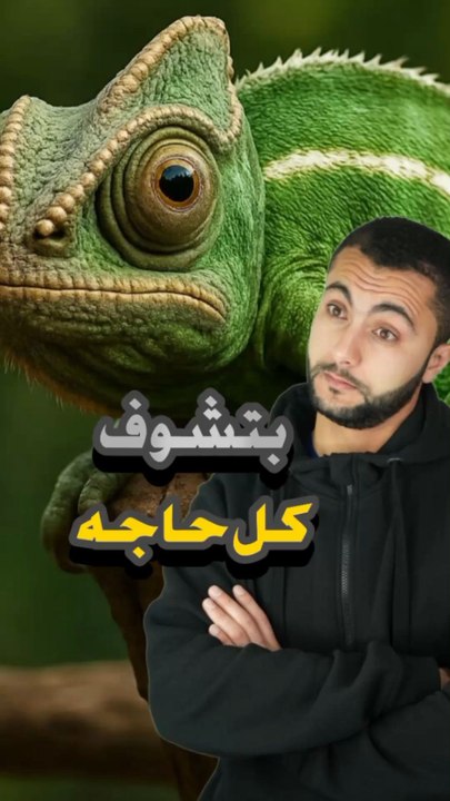👁️ حيوان عنده 360 درجة رؤية بدون تحريك راسه؟الحرباءhttps://psce.pw/7qd8uy#النواة #الحرباء#Alnawa #dubai🇦🇪 #dubailife #Chamaeleonidae #trending #travel #nature #wildlife