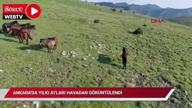 Ankara'da yılkı atları havadan görüntülendi