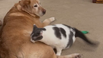 Cat reunites with her dog best friend after Mother's Day trip