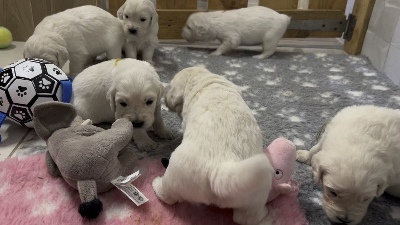 Chiot d’oziles et Max 3 semaines