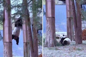 Onhandige panda's vallen uit bomen in hilarische video's