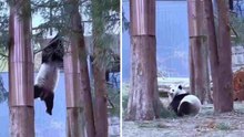Onhandige panda's vallen uit bomen in hilarische video's
