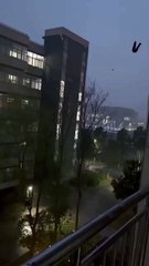 You have strange birds here.