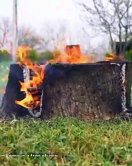 Remove a tree stump without damaging roots!
