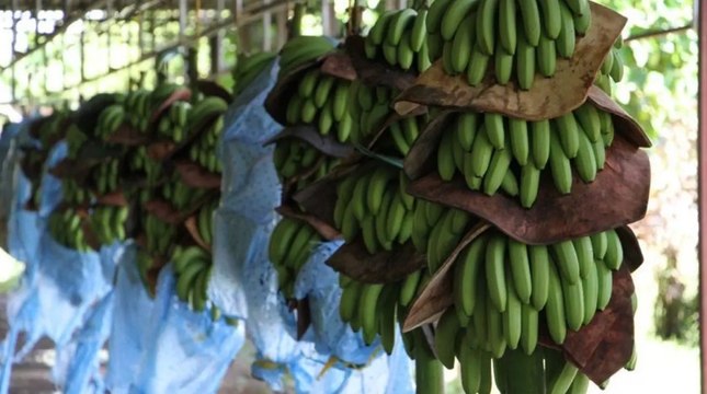 Mulino se refiere al futuro de Chiquita Panamá y la situación en Bocas del Toro