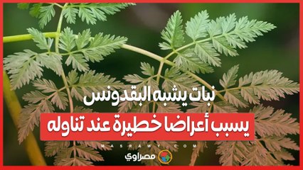 احذر: نبات يشبه البقدونس يسبب أعراضًا خطيرة عند تناوله ⚠️