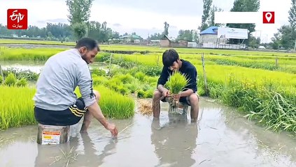 پلوامہ  "رائس باؤل آف کشمیرکا"مگر دھان کی زمین سکڑنے کا خطرہ برقرار