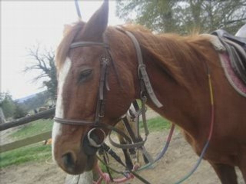 Chevaux and me