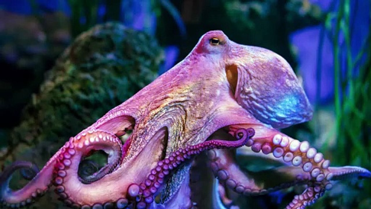 Großer Fang von Mittelmeerkraken im Wert von 158.000 Pfund vor den Kanalinseln gefangen.