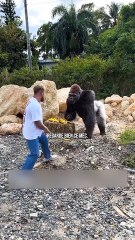 Il a cru que c'était Tyson en face 🥲