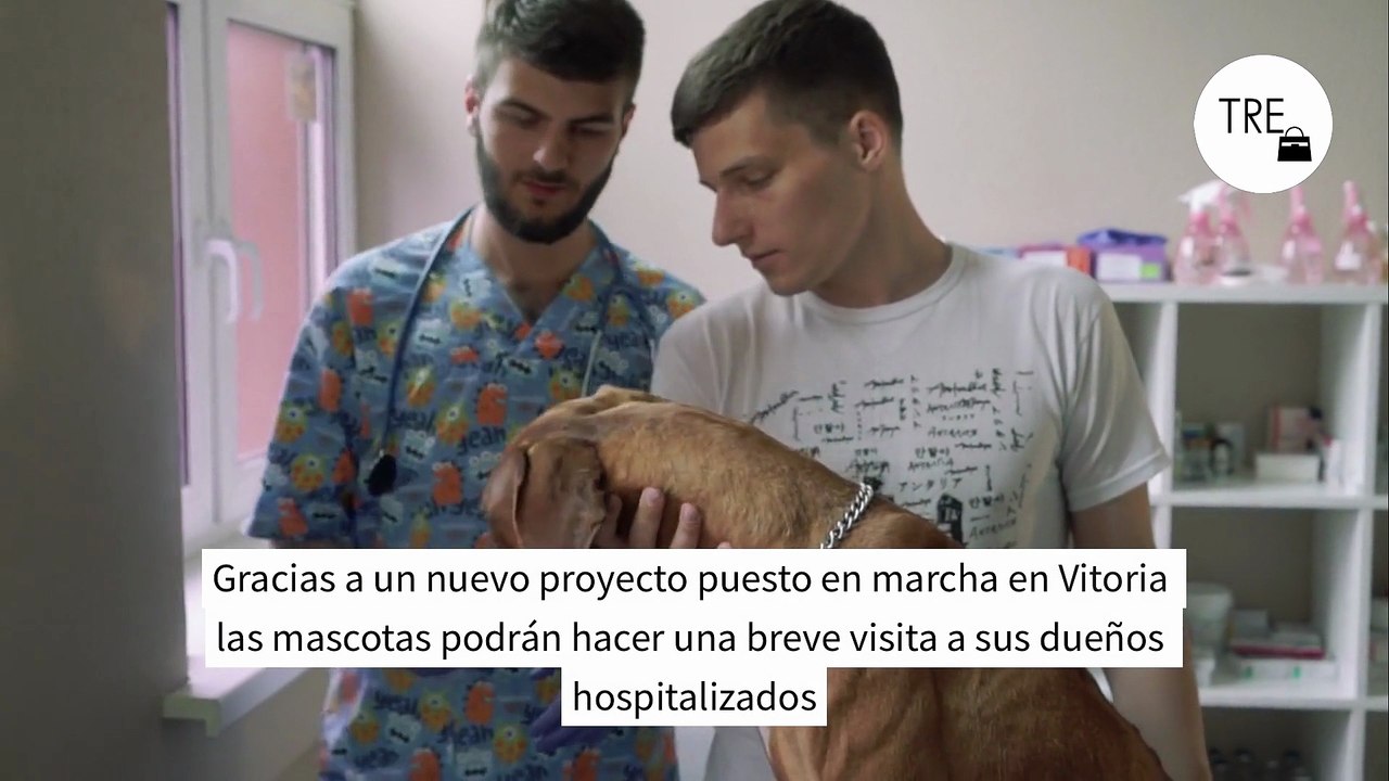 El País Vasco ya permite que las mascotas entren en el hospital para visitar a sus dueños ingresados. Probablemente lo acabaremos viendo en el resto de España