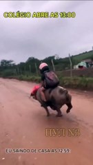 Au Brésil un garçon va à l’école tous les jours à dos de cochon