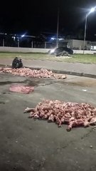 DENUNCIAN QUE BOTAN HUESOS DE ANIMALES EN LA TERMINAL