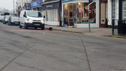 Popular cat Elvis crossing the road into a Wellington charity shop