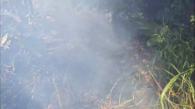 Fumaça toma conta do viaduto da Avenida Piquiri após incêndio em vegetação