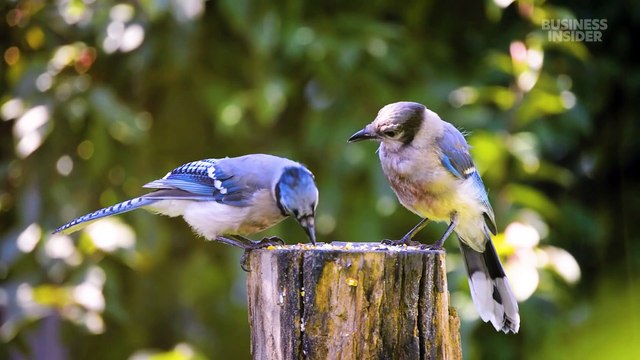 How the Smithsonian safeguards 148 million specimens